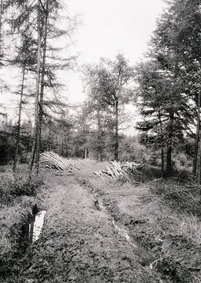 Forest path cleared for logging, lined with stacked lumber. Dense coniferous trees frame the scene, suggesting a mid-20th cen...