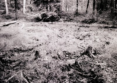 Black-and-white forest scene showing storm damage: fallen trees and branches litter a clearing, with dense undergrowth and st...
