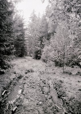 Dense forest path blanketed in snow, flanked by coniferous trees and fallen branches. Monochromatic winter landscape with mut...
