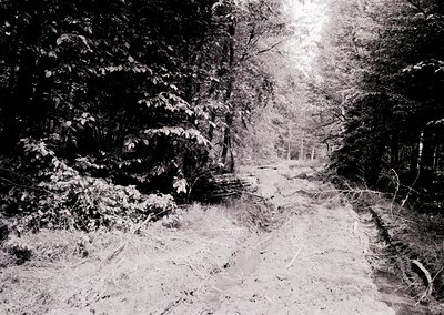 Snow-covered forest path flanked by dense evergreens, leading into a sunlit clearing. High-contrast monochrome style suggests...
