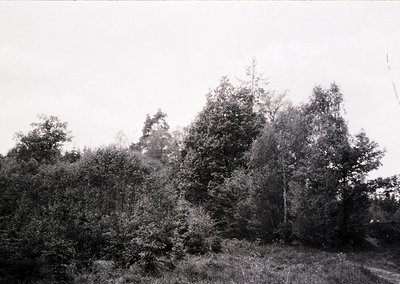 Black-and-white forest scene with dense coniferous and deciduous trees, likely mid-20th century. Overgrown foliage dominates ...