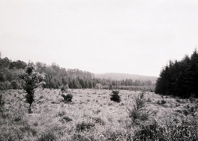Vast, open grassland framed by dense forest edges under overcast skies. Likely a mid-20th century rural landscape, possibly E...