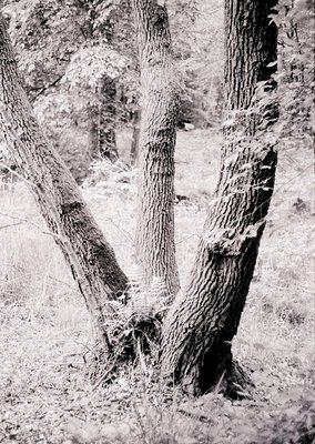 High-contrast black-and-white close-up of gnarled tree trunks with deep bark fissures and moss-covered bases, forming a natur...