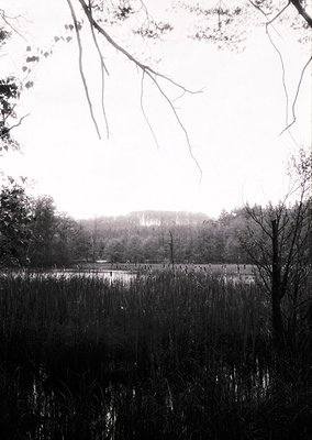 Misty wetland scene with leafless trees framing foreground reeds and a distant, partially obscured building. Monochrome palet...