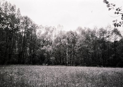 Dense forest edge with open meadow foreground, captured in high-contrast black-and-white. Tall, leafless trees frame a misty,...