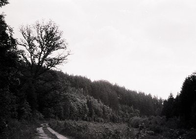 Black-and-white forest scene featuring a winding dirt road through dense woodland. Tall trees dominate both sides, with spars...