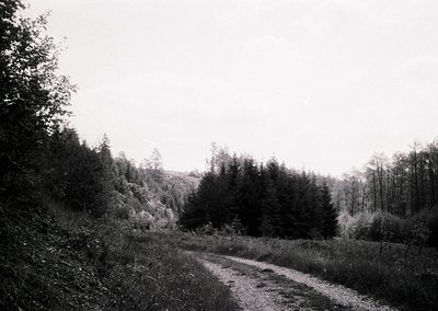 Dense forest path winding through untouched woodland, framed by tall evergreens and deciduous trees. Overgrown grass and mini...