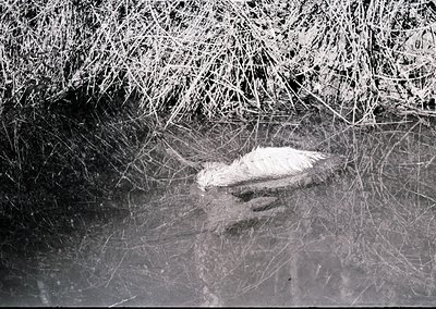 Close-up of a vintage black-and-white photo showing a hand holding a small, smooth, oval stone or shell on a textured, fibrou...