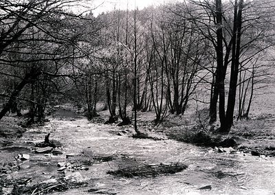 Black-and-white forest scene featuring a shallow, rocky stream winding through leafless trees, likely late autumn/winter. Den...