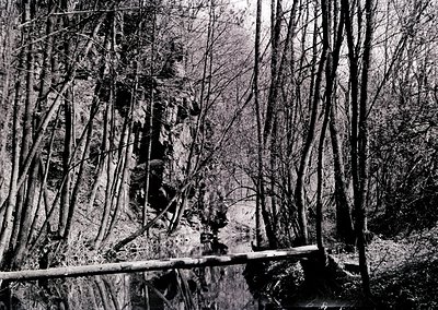 High-contrast black-and-white forest scene featuring leafless deciduous trees framing a narrow, rocky stream. The composition...