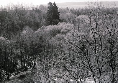 Barren winter forest with skeletal trees and a winding stream, captured in monochrome. Dense foliage contrasts with leafless ...