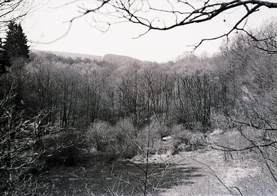 Barren winter forest landscape with snow-covered ground and skeletal trees framing the scene. Monochrome black-and-white comp...
