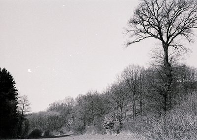 Black-and-white forest scene with leafless trees lining a winding road, likely autumn/winter. Dense foliage frames a misty ho...
