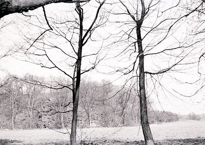 Winter forest scene with snow-laden bare trees and misty horizon. Monochrome black-and-white composition highlights skeletal ...