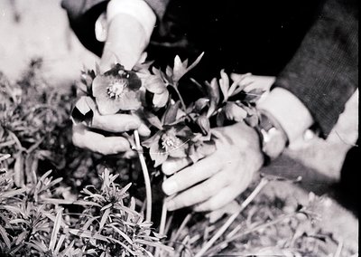 Black-and-white close-up of hands carefully arranging small white/pink flowers in a loose bouquet, likely tulips or hyacinths...