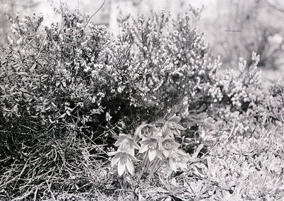 Black-and-white close-up of wildflowers and dense shrubbery in a natural setting. Prominent white blooms with layered petals ...