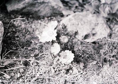 Black-and-white close-up of delicate wildflowers in a rocky, dry terrain. Likely mid-20th century due to grainy texture.
