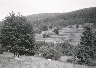 Rural landscape featuring terraced fields and dense forestry, likely for agricultural or erosion control. Black-and-white mon...