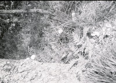 Close-up of a vintage black-and-white photo showing a dense, tangled mass of dried reeds or grasses, likely harvested or cut....
