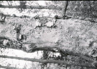 Close-up of weathered wooden beam showing severe termite damage and structural decay. Distinctive hollowed grooves and fragme...