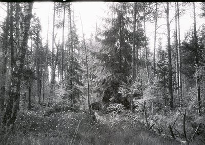 Dense coniferous forest with tall, slender trees and sparse undergrowth, captured in early 20th-century black-and-white. Ligh...