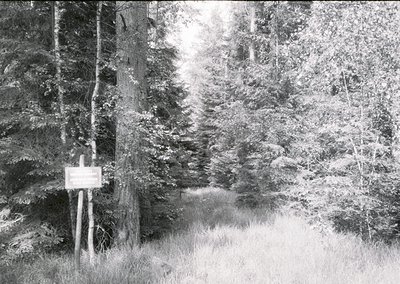 Forest path bordered by dense conifers and rocky terrain, leading toward a blurred distant point. Handwritten signpost on lef...