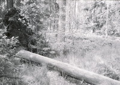 Vintage black-and-white forest scene featuring a fallen tree trunk in foreground, dense coniferous trees, and dappled sunligh...