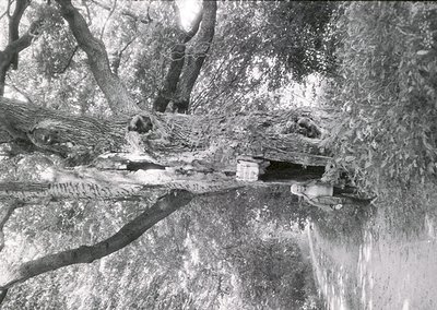 Vintage black-and-white photo of a person descending a narrow, wooden ladder into a dark, earthen tunnel. Overgrown foliage f...