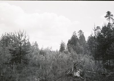 Black-and-white forest scene showing dense coniferous trees with sparse underbrush. Overcast sky suggests early 20th-century ...