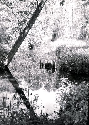 Symmetrical reflection of trees and foliage in a shallow pond, framed by branches. Black-and-white composition highlights nat...