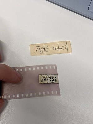 Vintage 35mm film leader strip with handwritten labels "Точка 44352" and "Точка 95" on paper tags, likely Bulgarian () from m...