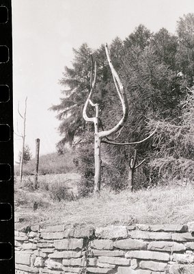 Vintage black-and-white photo of a large, rusted metal scythe leaning against a tree stump in a rural setting. Stone wall and...
