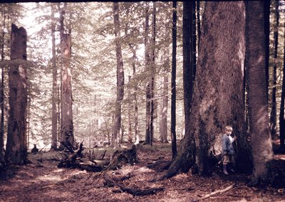 Vintage sepia-toned forest scene featuring a child hugging a massive tree trunk, surrounded by dense coniferous woodland. Sun...