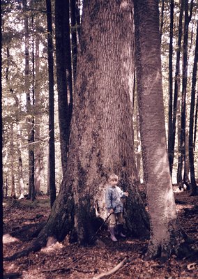 A child in vintage clothing hugs a massive tree trunk in a dense forest, likely late 20th century. Sunlight filters through t...