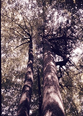 Upward perspective shot of towering deciduous trees in winter, showcasing bare branches and textured bark. Sunlight filters t...