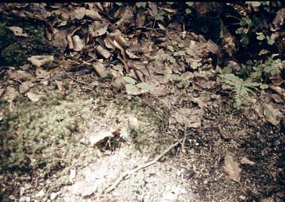 Vintage close-up of a forested forest floor with fallen leaves, moss, and scattered branches under dappled light. *(Note: Exa...