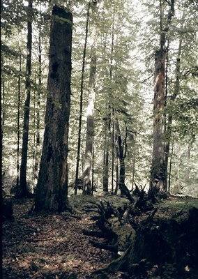 Mature coniferous forest with towering, gnarled trees and fallen logs in a misty, sun-dappled glade. Dense canopy suggests te...