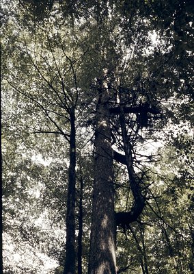 High-angle shot of dense forest canopy with tall, slender trees and dappled sunlight filtering through. Trunk textures and br...