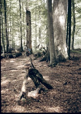 Vintage black-and-white forest scene featuring fallen tree trunks and dense pine trees. Sunlight filters through branches, ca...