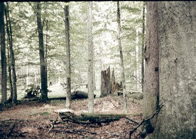 Vintage sepia-toned forest scene with tall, thin trees framing a misty clearing. Sunlight filters through trunks, casting dap...