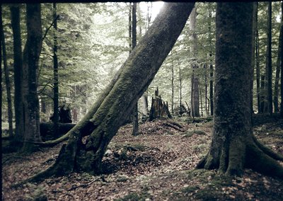 Dense forest glade with towering coniferous trees, fallen logs, and sunlit dappled ground. Sepia-toned vintage aesthetic sugg...