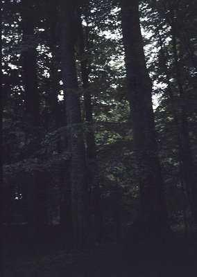 Dense forest canopy with vertical tree trunks bathed in dappled sunlight, creating striking light shafts. *(Note: Without ide...