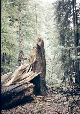 Forest clearing scene featuring a fallen giant conifer trunk with split logs stacked beside it. Dense evergreen canopy and mo...