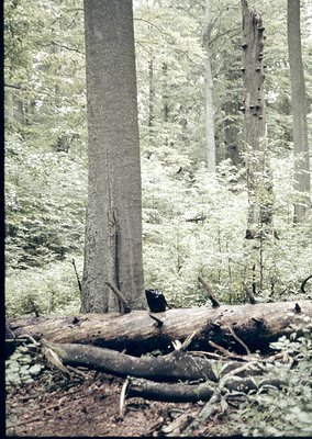 Dense forest floor with fallen logs and towering trees in a monochromatic, high-contrast style. Likely vintage black-and-whit...