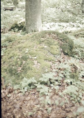 Vintage-style close-up of moss-covered stone ruins partially obscured by fallen leaves and tree roots. Likely a historic foun...