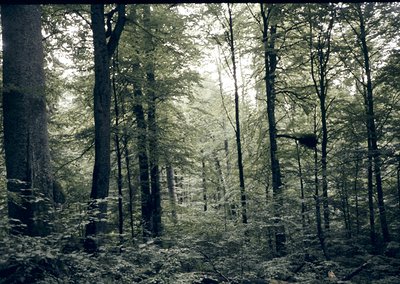 Dense forest canopy with tall, slender trees and dappled sunlight filtering through foliage. Sepia-toned vintage aesthetic su...