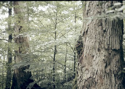 Vintage sepia-toned forest scene with dense coniferous trees and fallen logs, evoking early 20th-century nature photography. ...