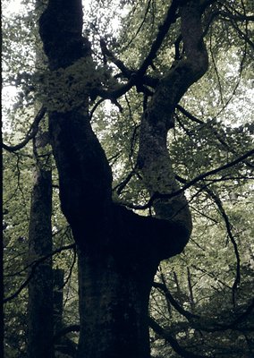 Silhouette of a lone figure climbing a moss-covered tree trunk in dense forest. Dramatic low-angle composition highlights the...