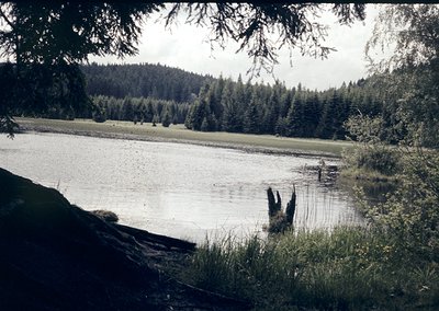 Vintage sepia-toned lakeside scene with dense coniferous forest framing both sides. A fallen log extends into shallow water, ...