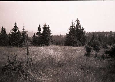 Vintage black-and-white landscape of dense coniferous forest with sparse undergrowth, likely mid-20th century. Rolling terrai...